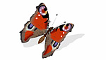 butterfly butterfly