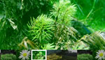 XML Image Gallery Scroller Menu Banner Slideshow AS2 XML Image Gallery Scroller Menu Banner Slideshow AS2